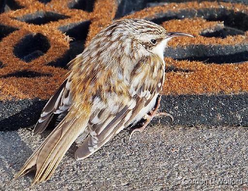 Bird On The Porch_DSCF01282.jpg - Photographed at Smiths Falls, Ontario, Canada.